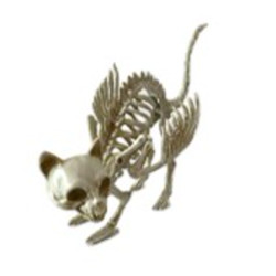 Skeleton Cat with Wings