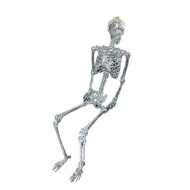 6 Ft Mirror Skeleton - Shelley the Skelly