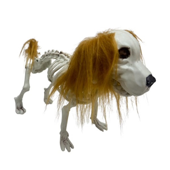 golden retriever skeleton