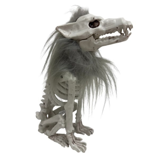 wolf skeleton