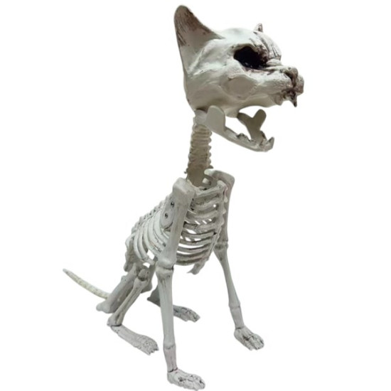 Cat Skeleton