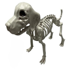 labrador retriever Skeleton