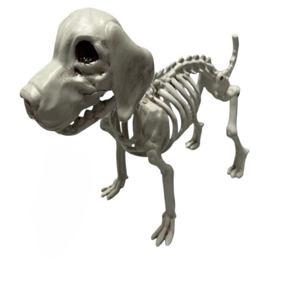 labrador retriever Skeleton